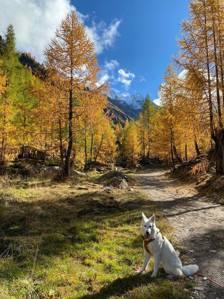 Distel Villa Goms Dış mekan fotoğraf