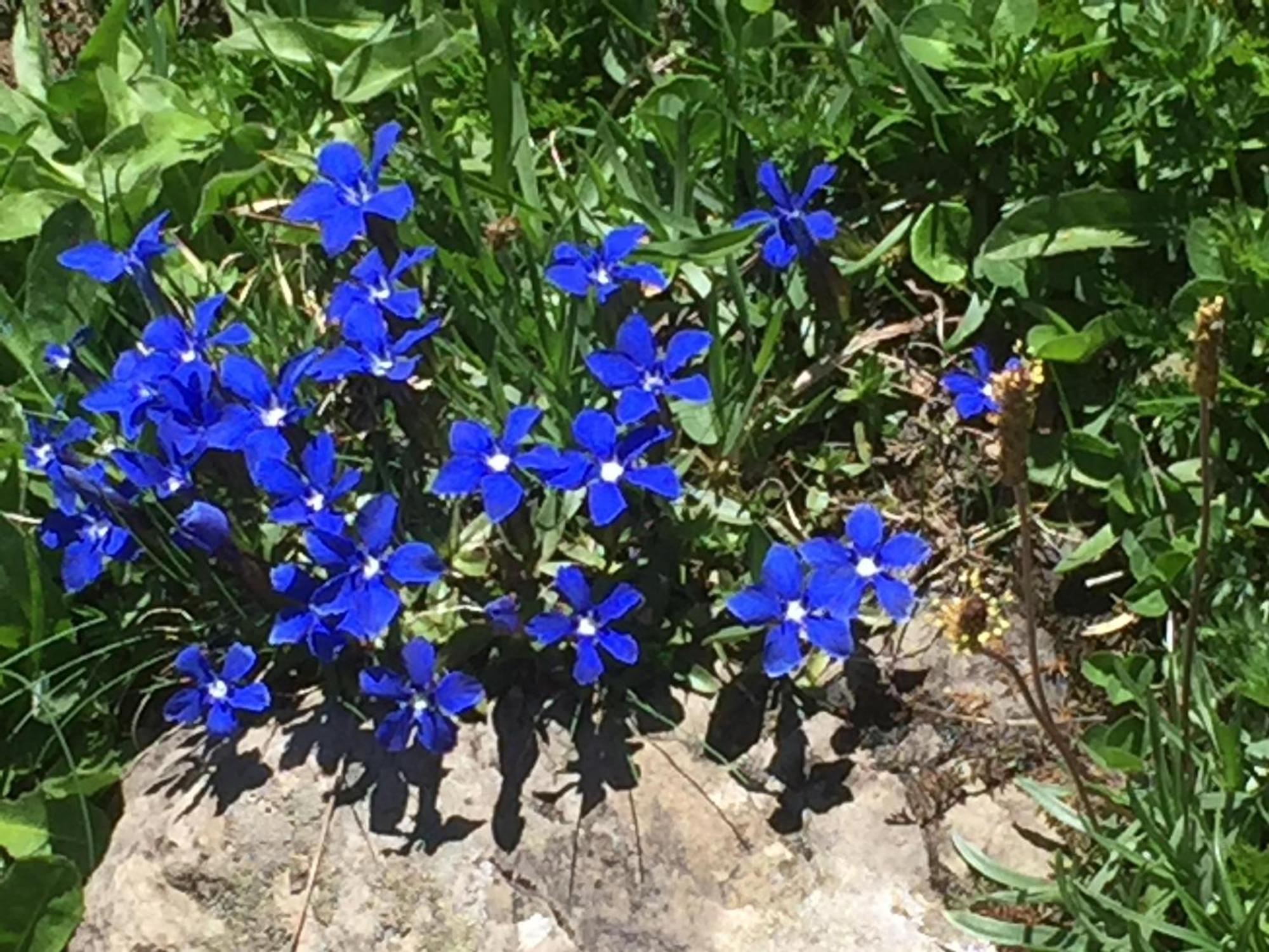 Distel Villa Goms Dış mekan fotoğraf