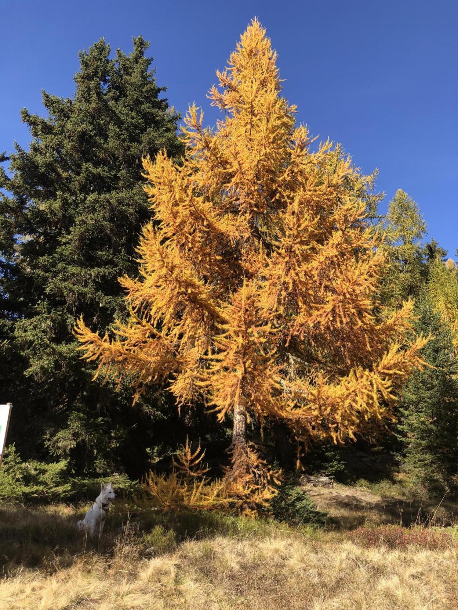 Distel Villa Goms Dış mekan fotoğraf