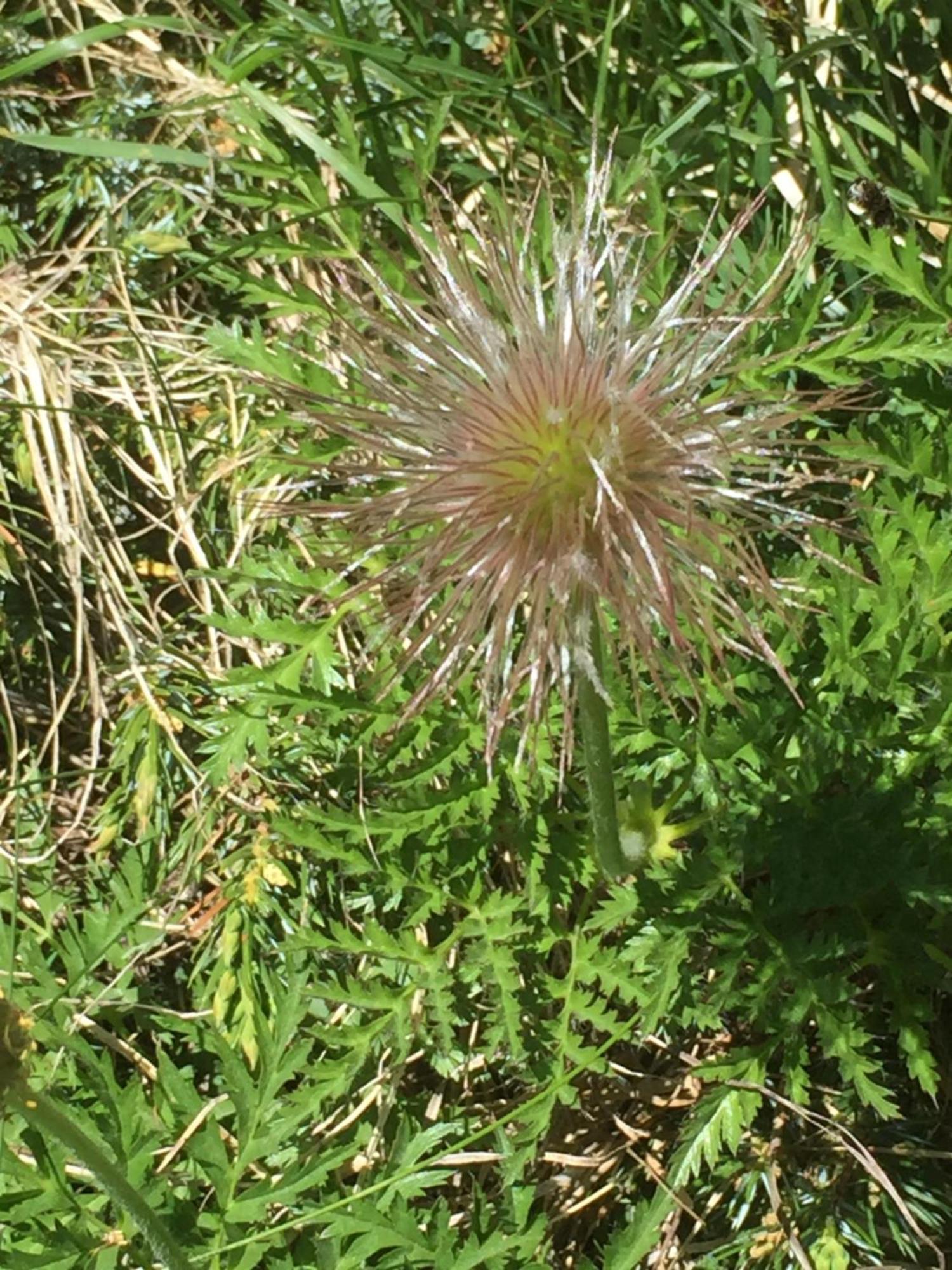 Distel Villa Goms Dış mekan fotoğraf