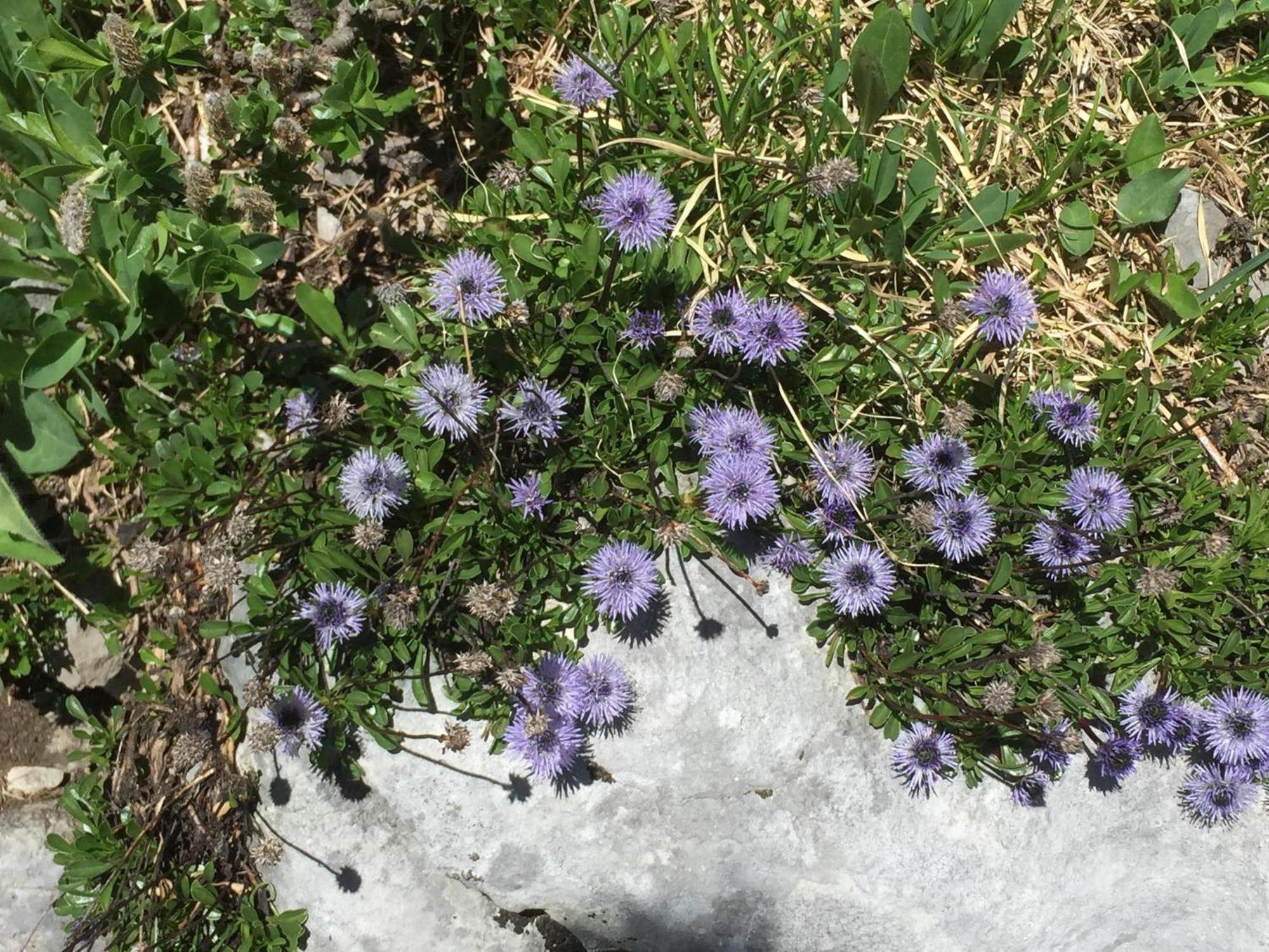 Distel Villa Goms Dış mekan fotoğraf