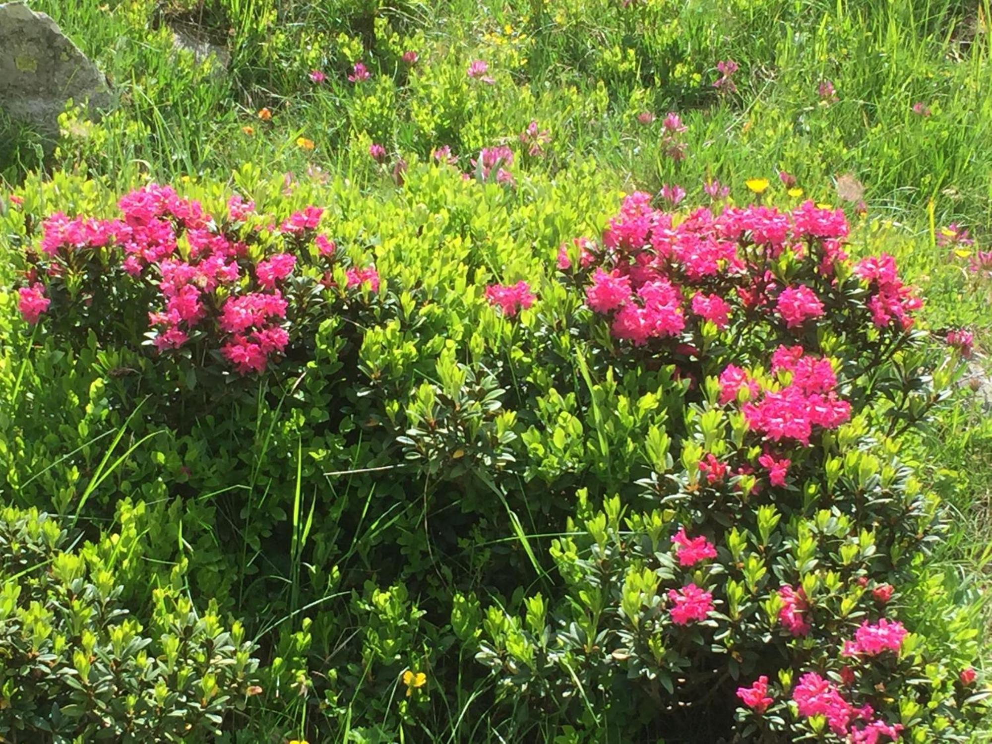 Distel Villa Goms Dış mekan fotoğraf